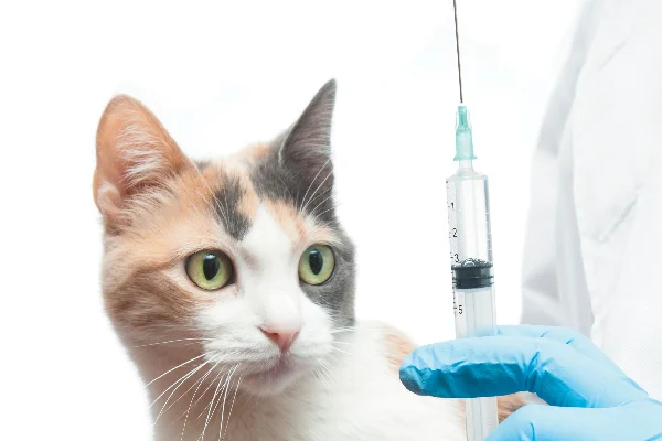 Emergency cat hospital