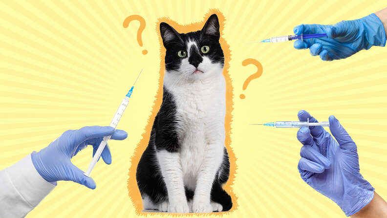 Cat Vaccination